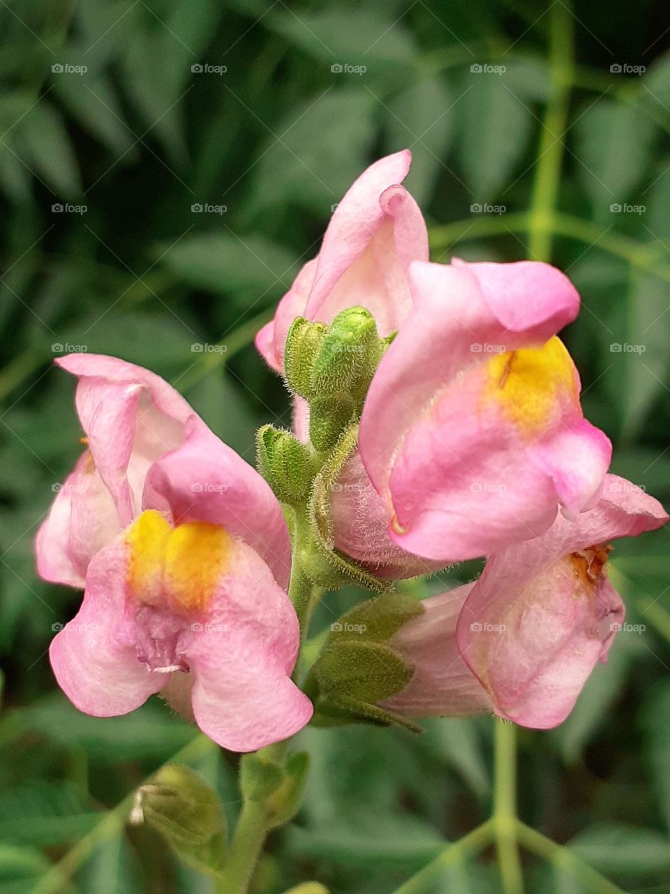 flores coloridas del jardín