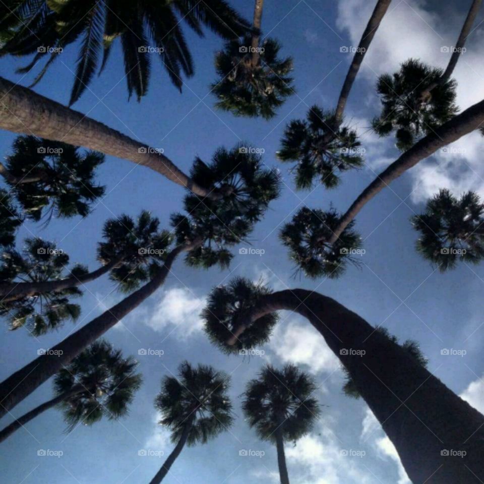 palm trees 🌴❤