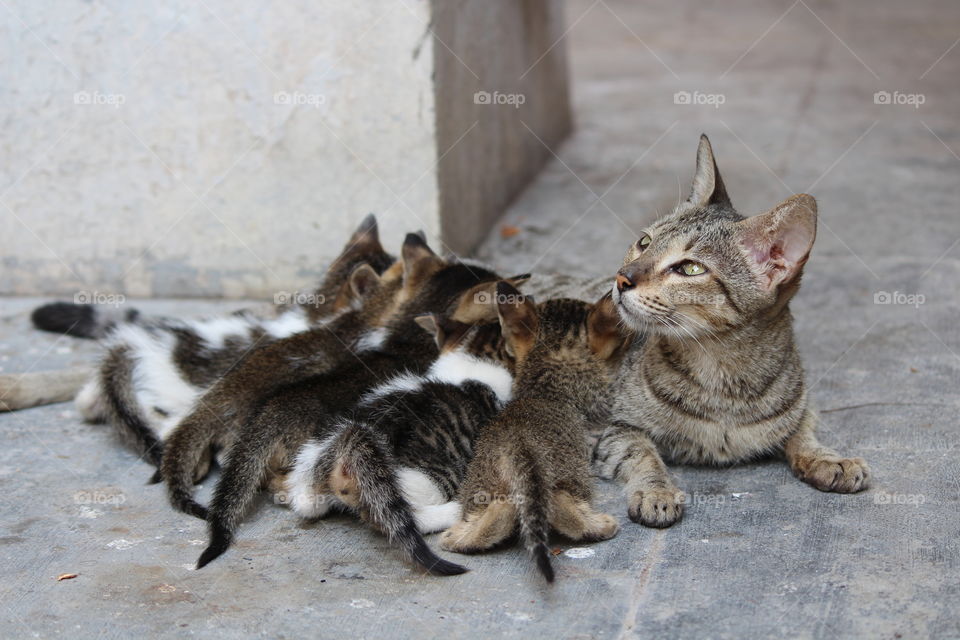 life of mother cat