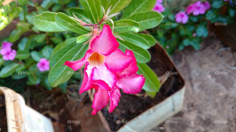 Qualquer flor é bela.