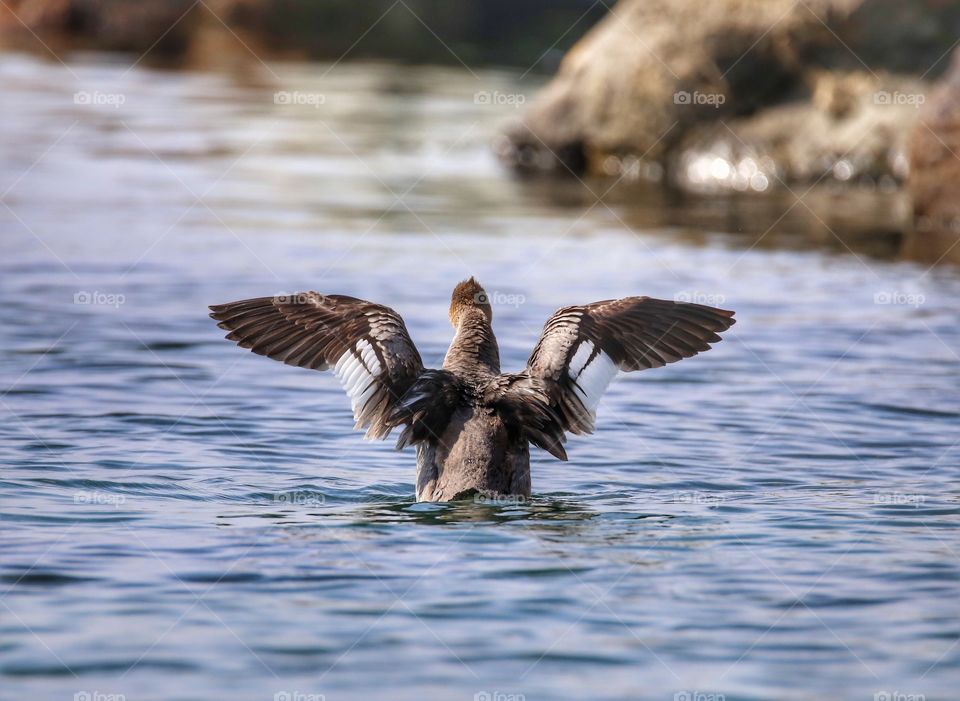 Rear view of a duck in water