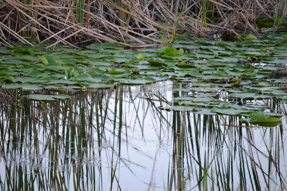 Lily pads floating on still water with sawgrass reflected in the water