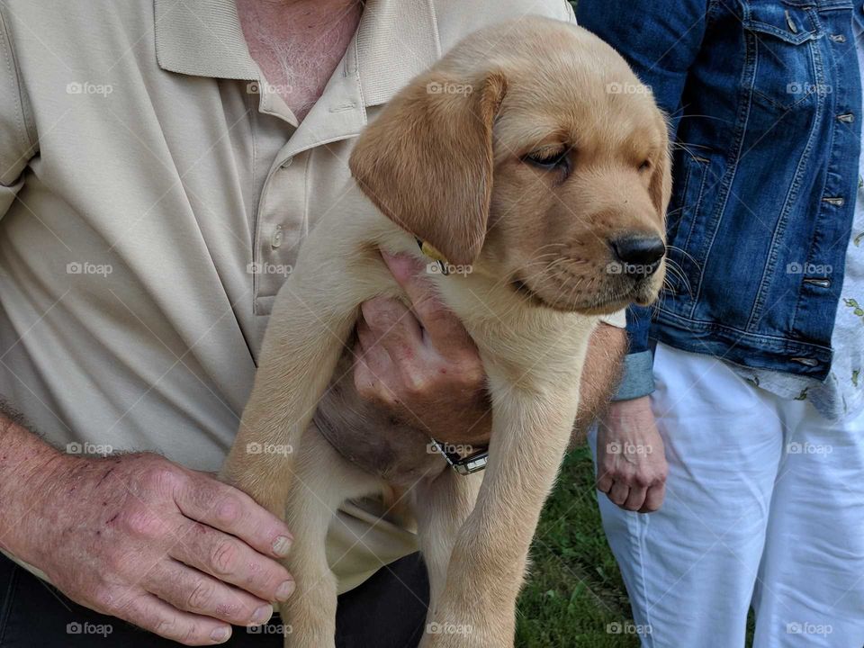 Puppy Socialization Handling