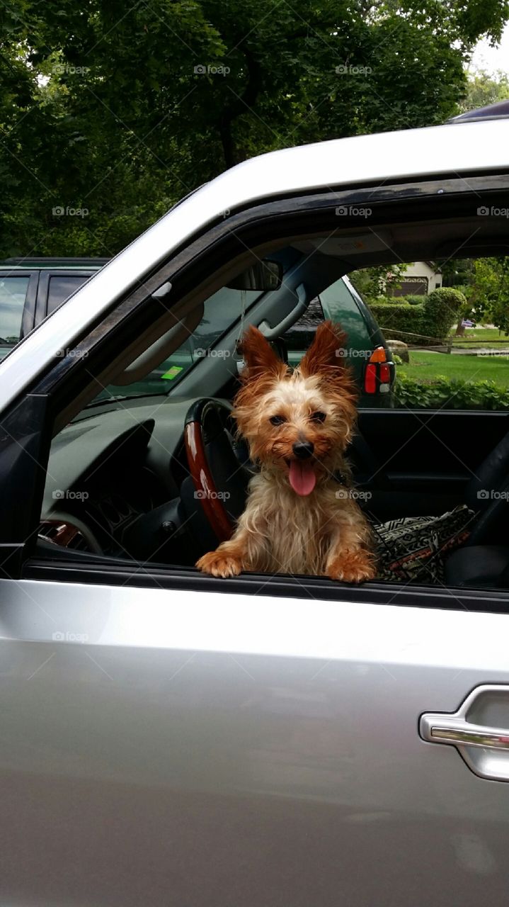 Suns out, tounges out