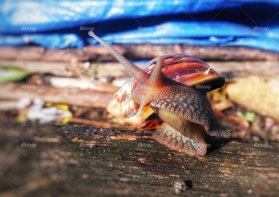 gerry the snail