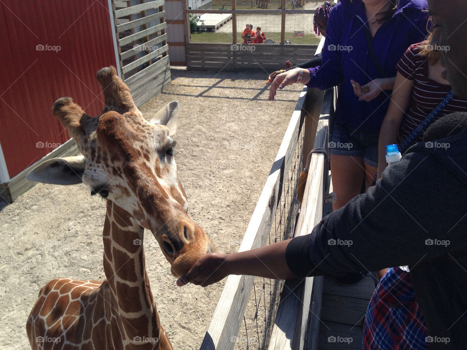 farm feeding giraffe petting by kevdietz