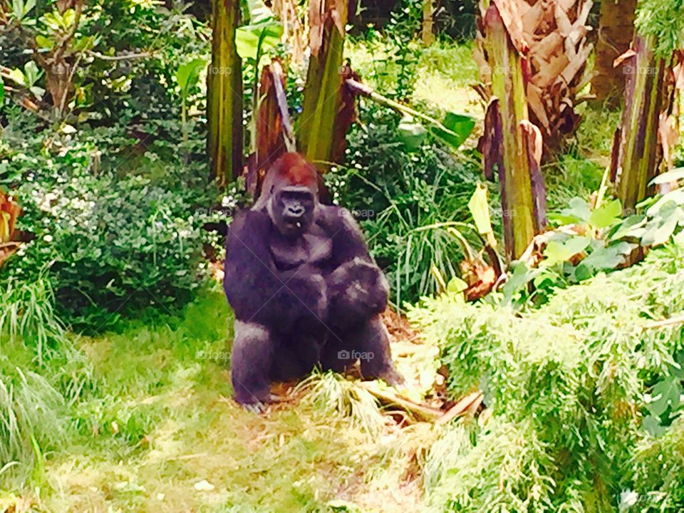 Gorilla lunch time . Gorilla enjoying vegetables 