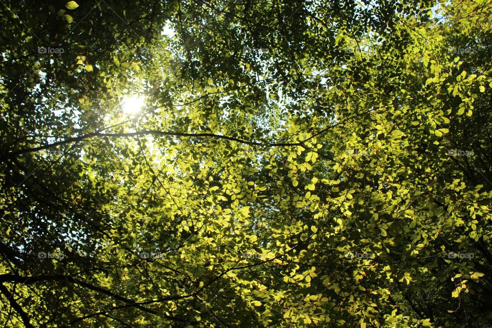 Lights through Green