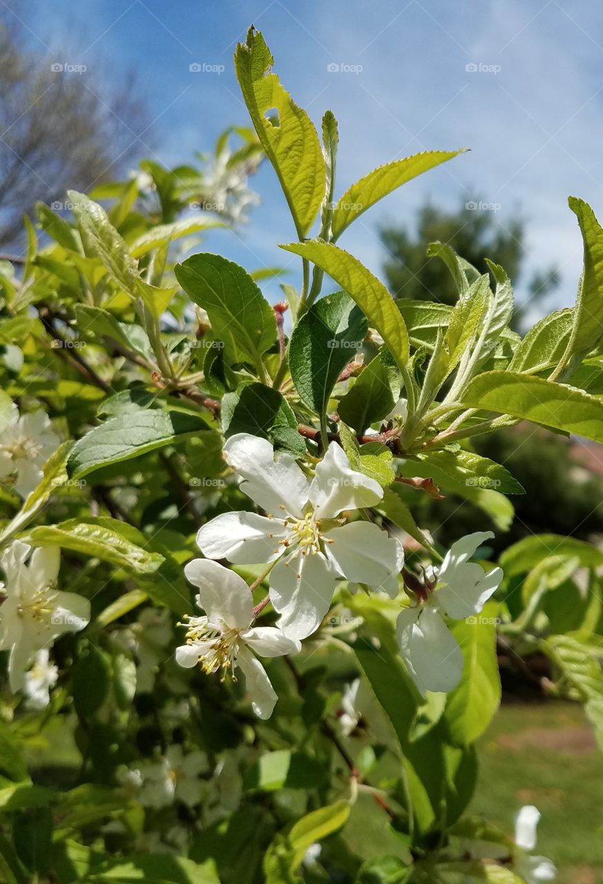 apple tree blossoms