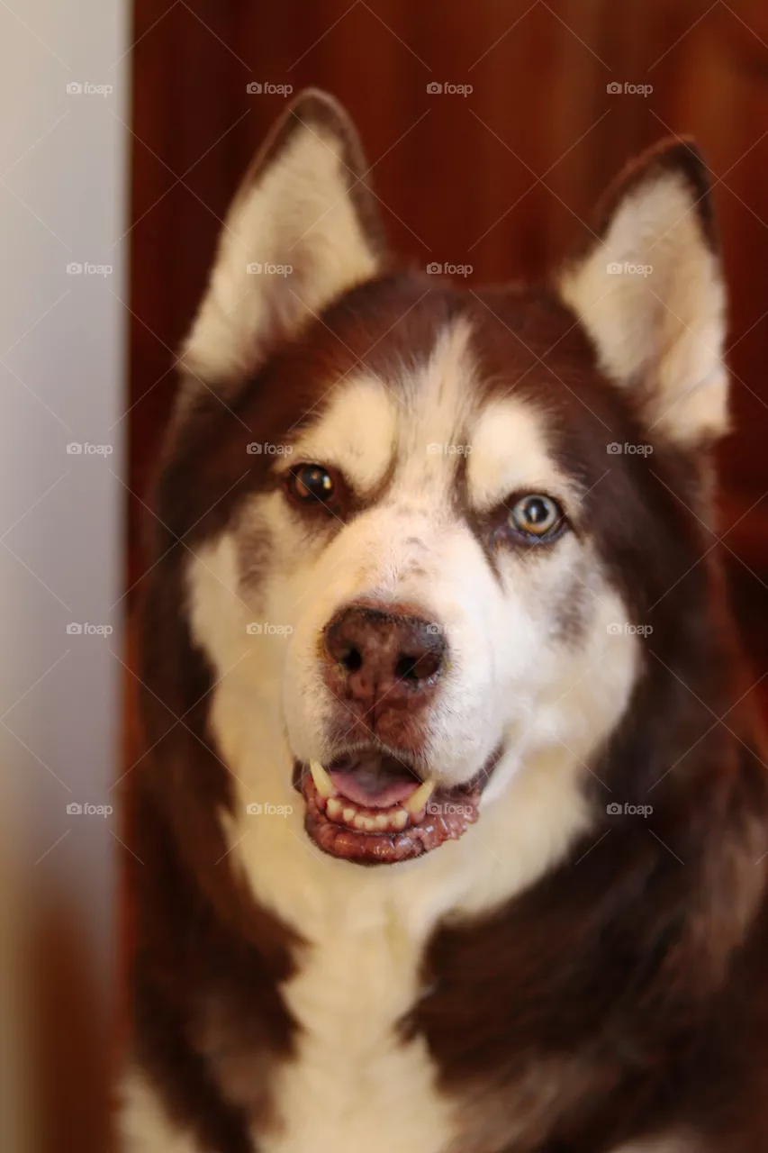 Happy Husky