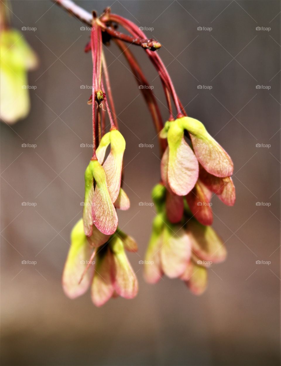 new seeds growing in spring