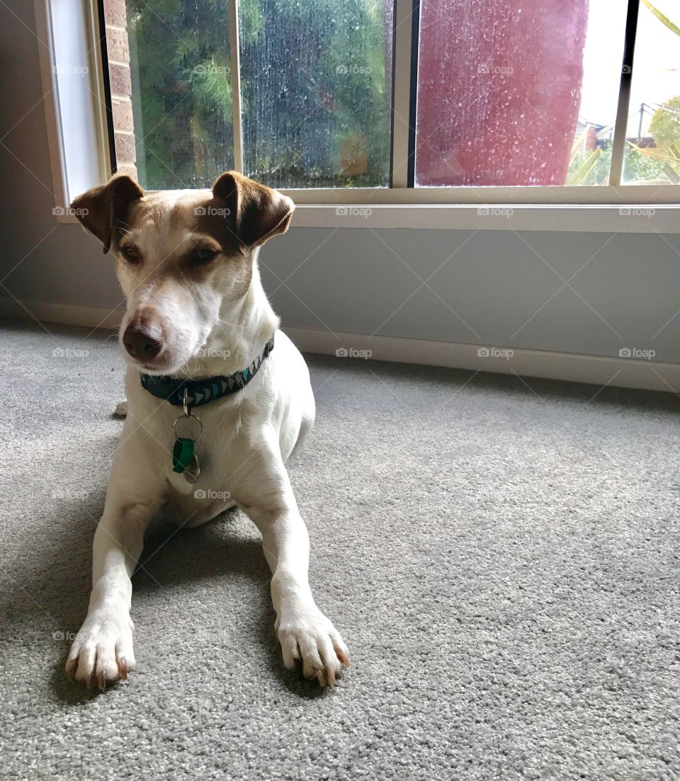 Gus the loveable Fox Terrier