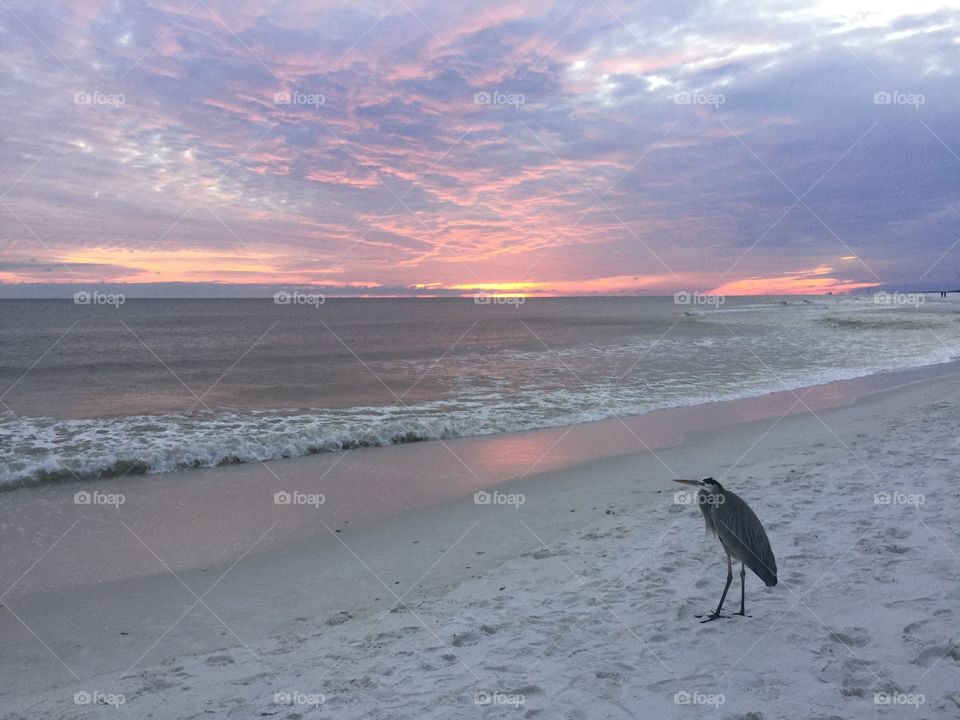 Sunset at the Beach...with Fred the Heron
Okaloosa Island, FL