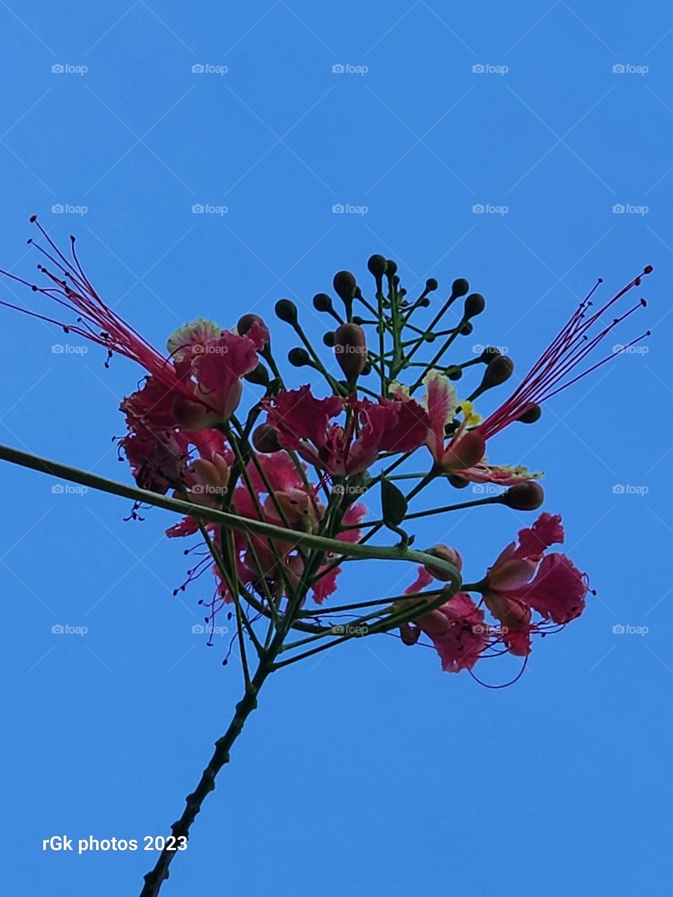 beauty with color diversity