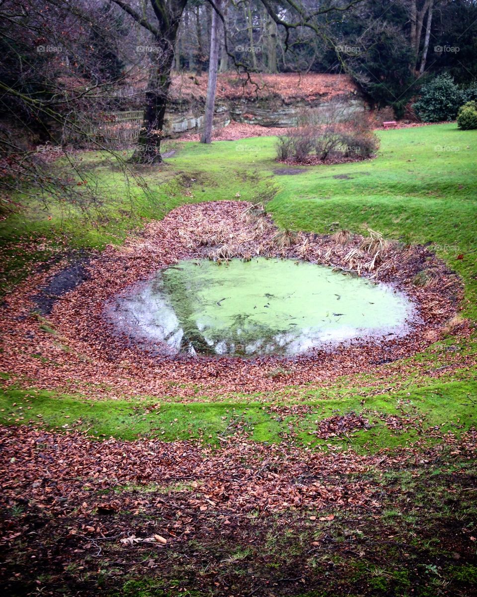 Magical Pond 