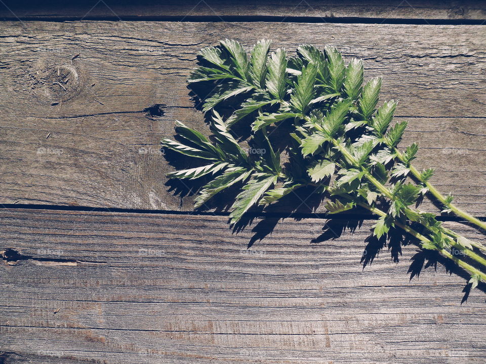 green branch on a wooden base