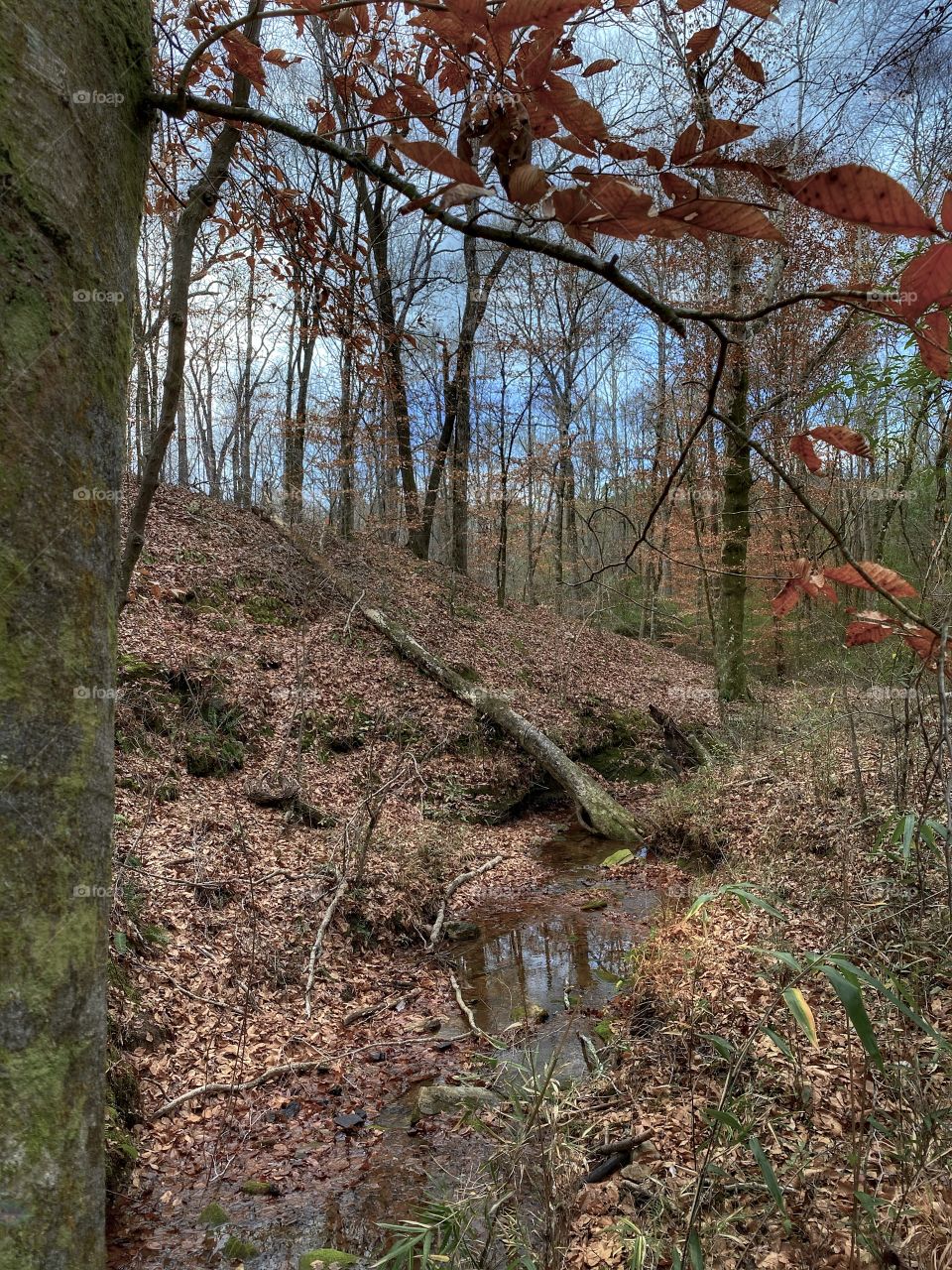 Autumn Forest 