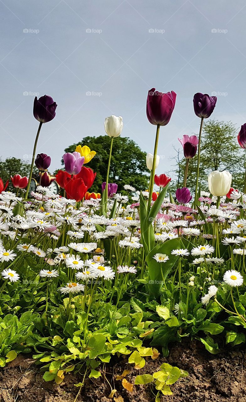 Beautiful flower field