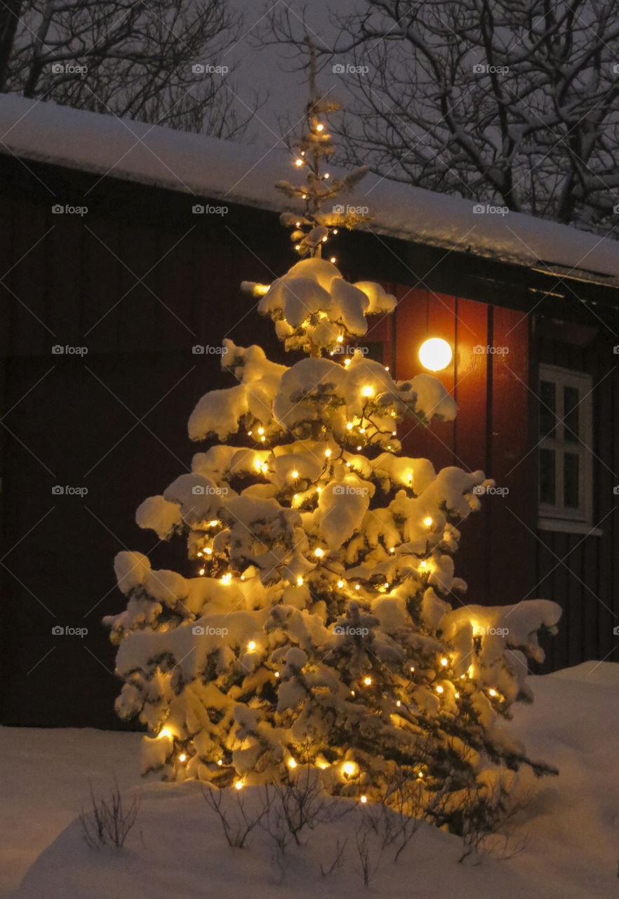 Christmas tree in the snow