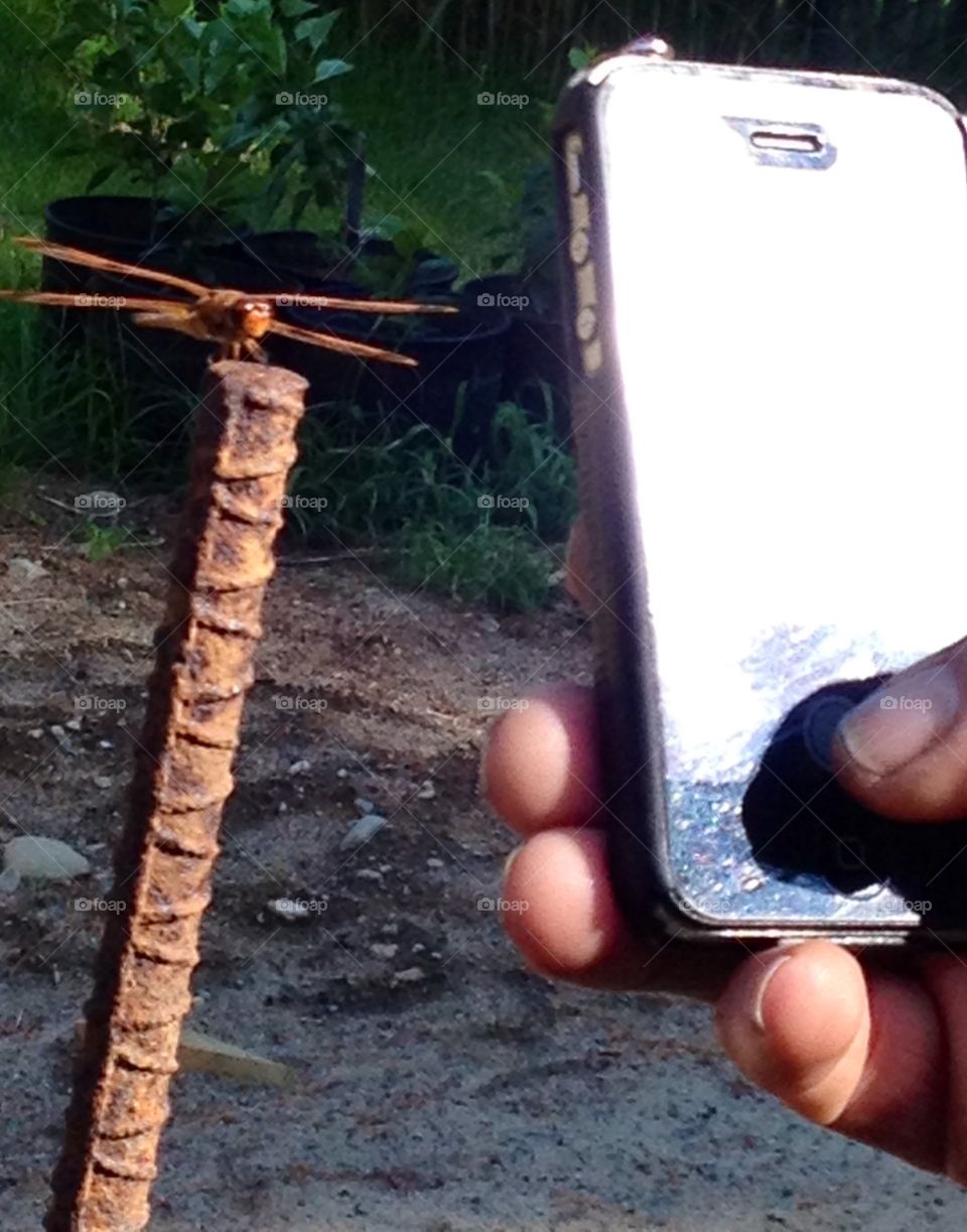 Apple IPhone 📱 held by man taking pic of copper color dragonfly sitting on rebar in orchard.