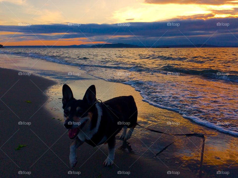 Dog at sunset 