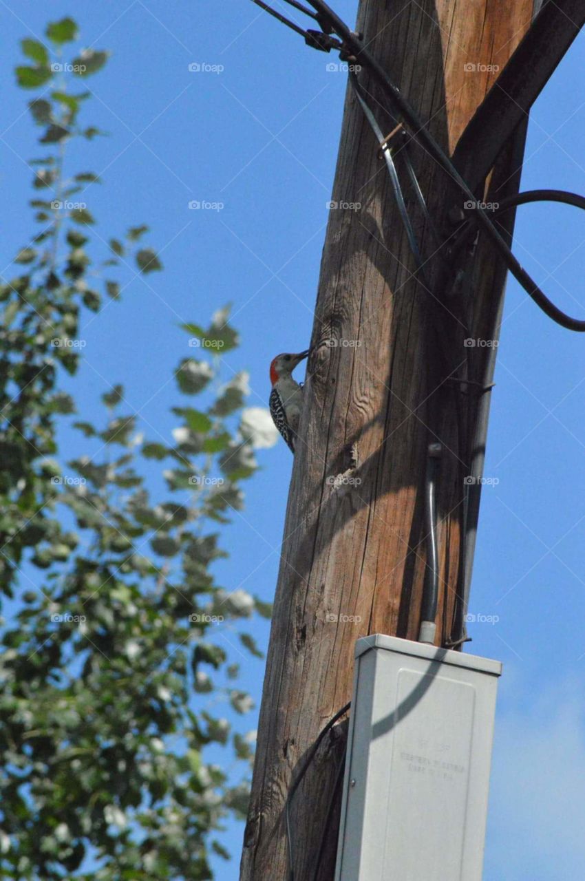 Redheaded Woodpecker