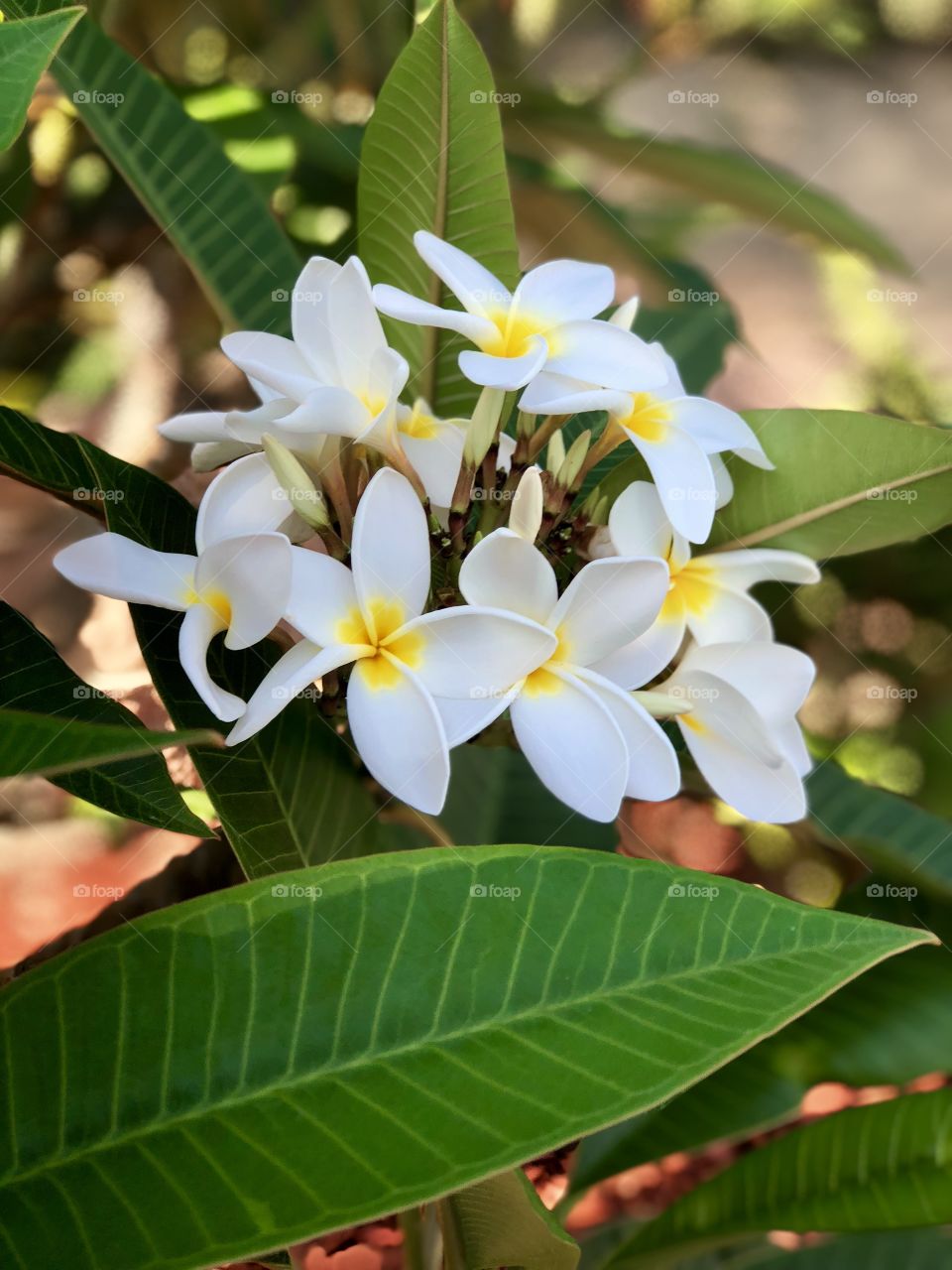 Foap Mission Crazy Plant People! Amazing and Tropical Blooming Plumeria!