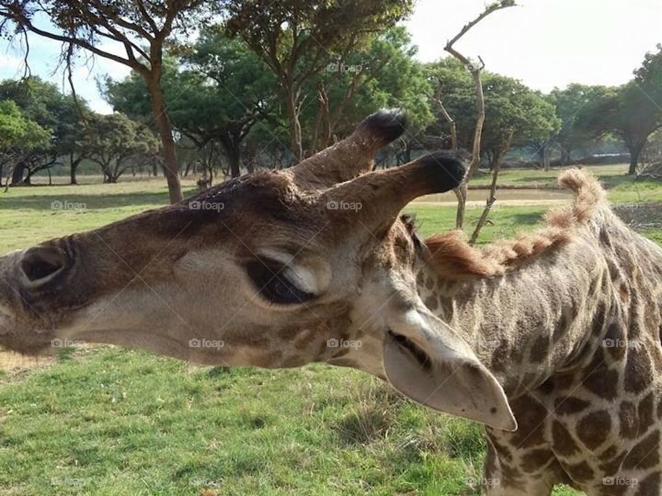 Feeding a giraffe 
