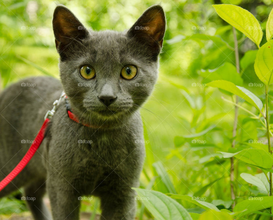 Young gray kitten in the green grass