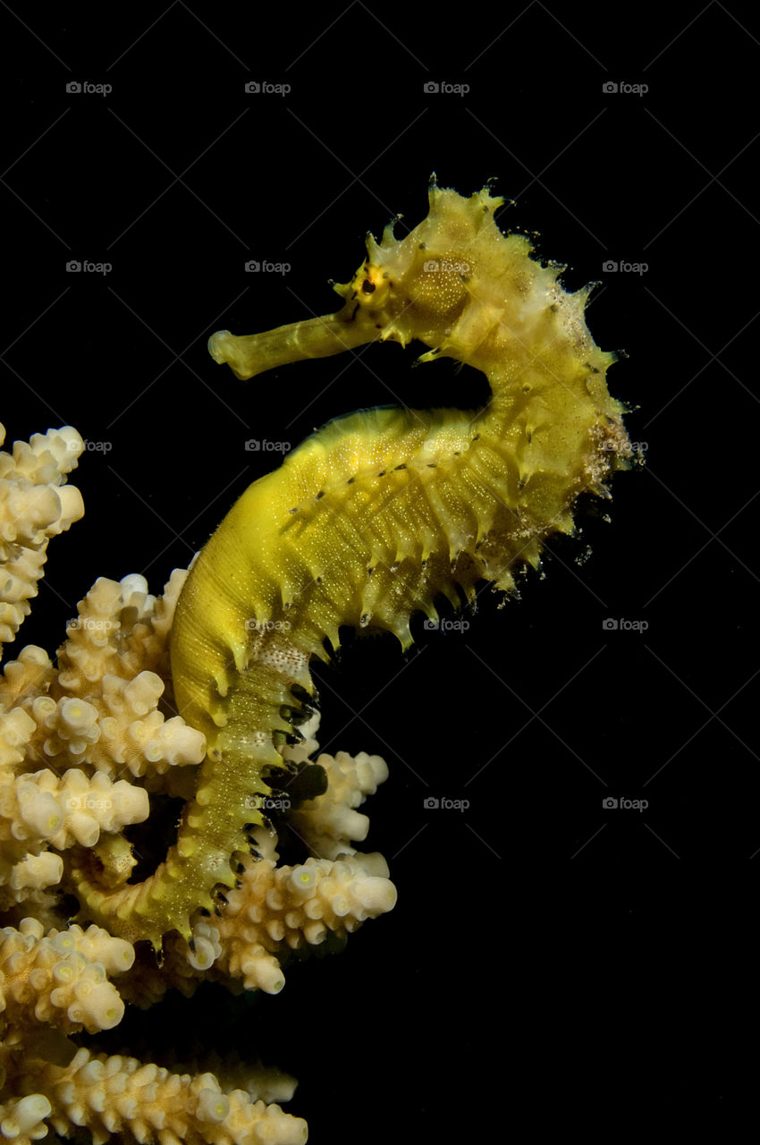 yellow nature life coral by yahavesh