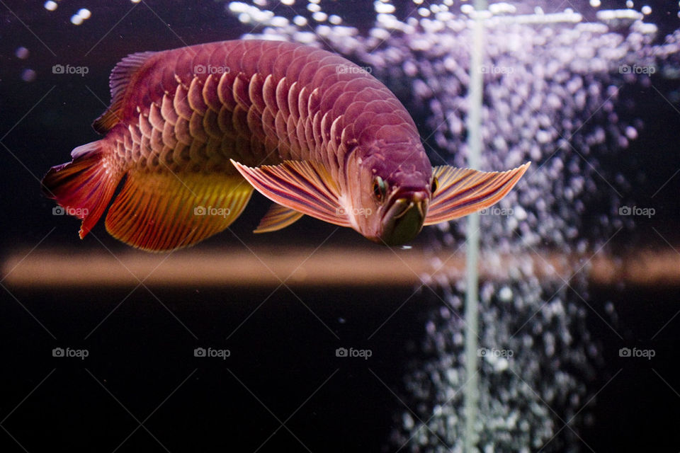 Arowana fish in aquarium