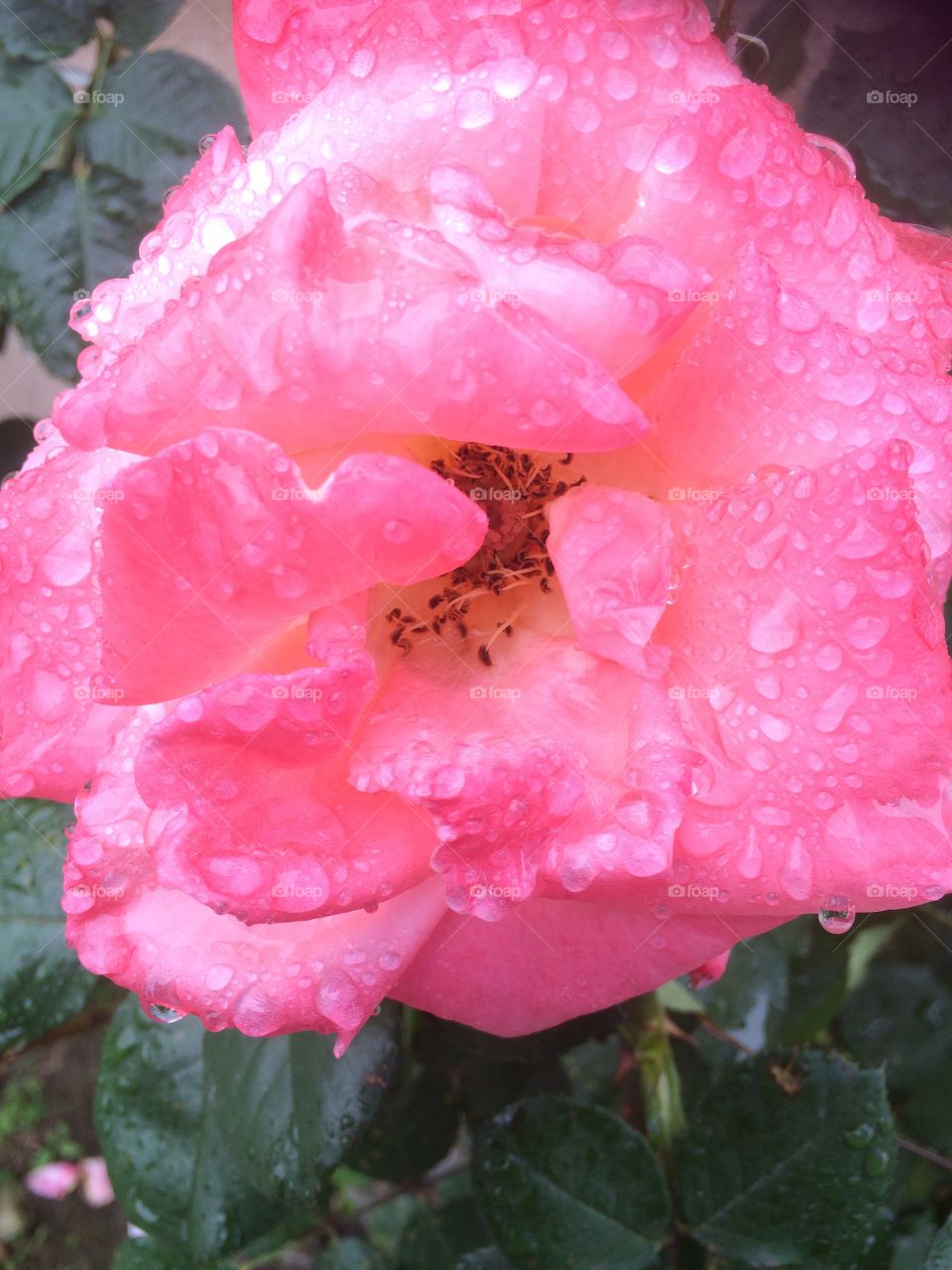 Pink flower with raindrops