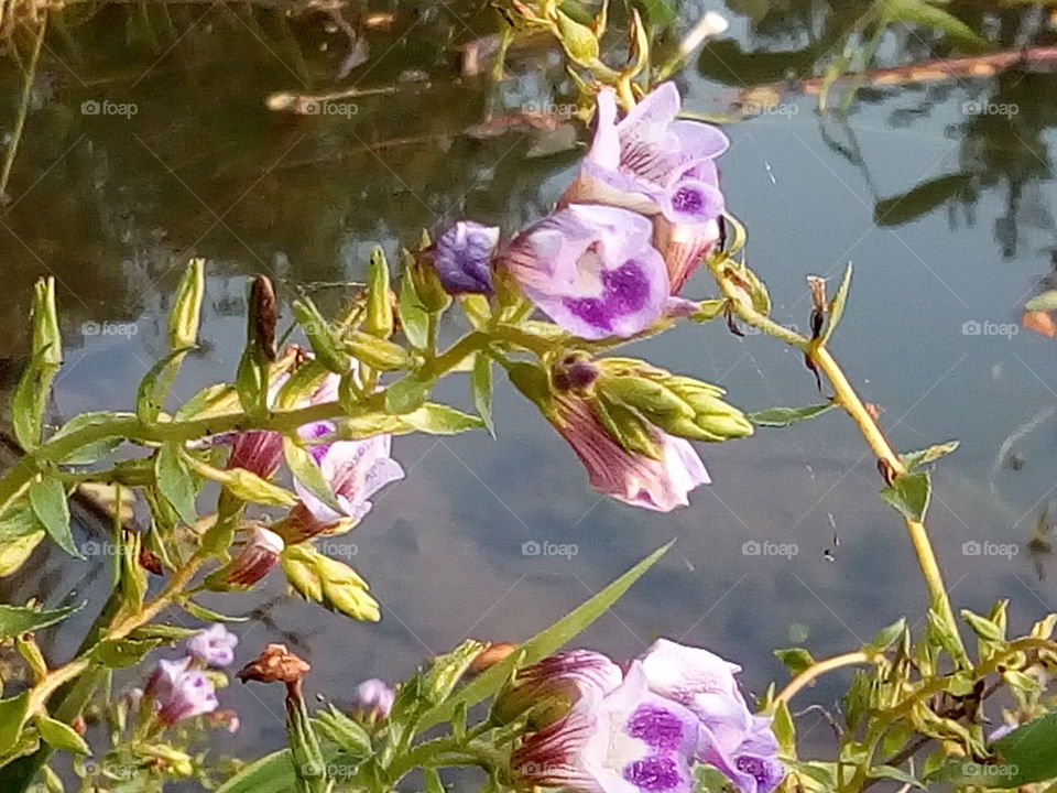 flower 2018-01-17 032 
#আমার_চোখে #আমার_গ্রাম #nature #flower 
#eukaryota #plantae #angiosperms #eudicots