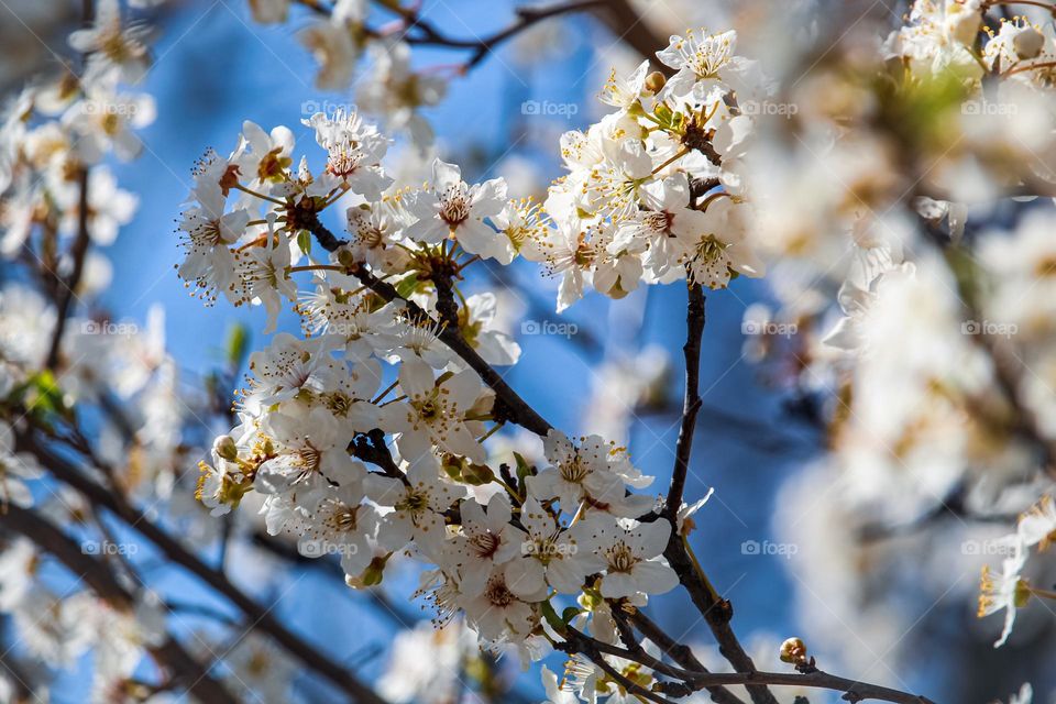 white spring flowers