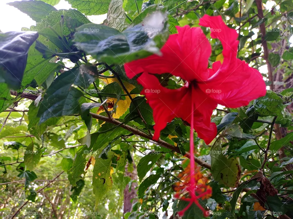 flower