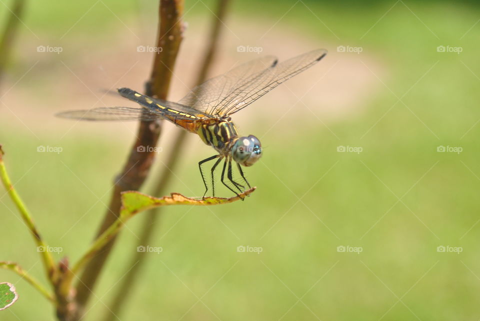 Dragon fly