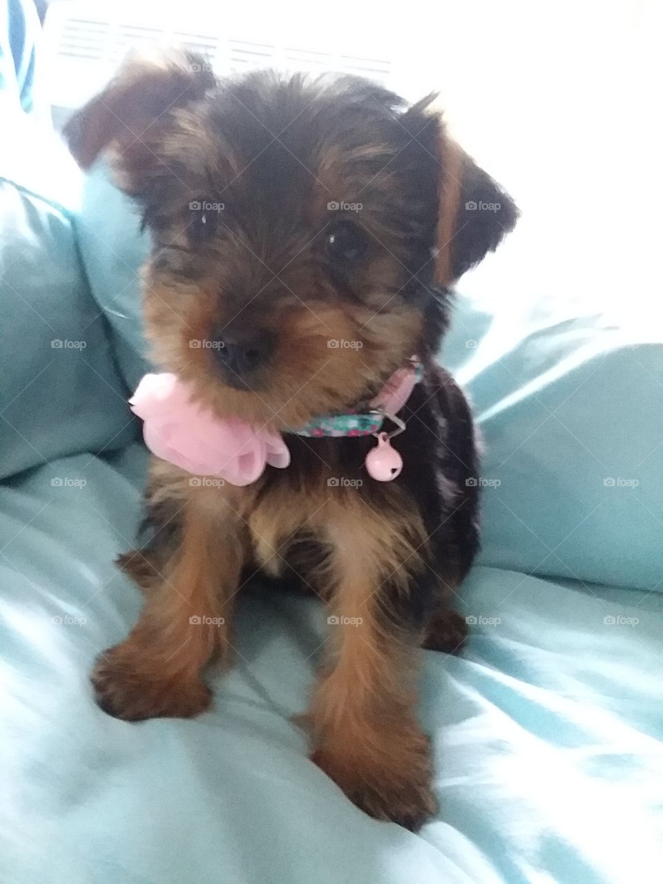 yorky pup