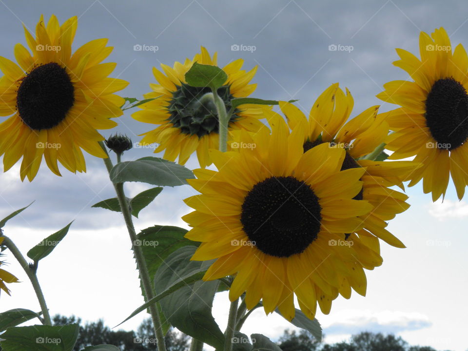 Sunflower skies