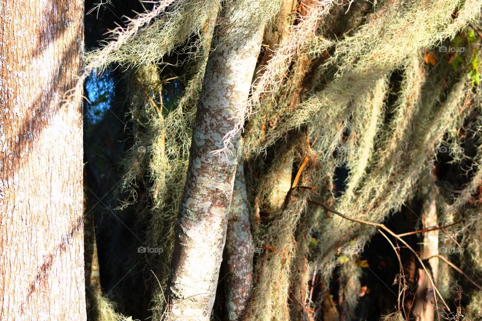 Moss blowing in the breeze