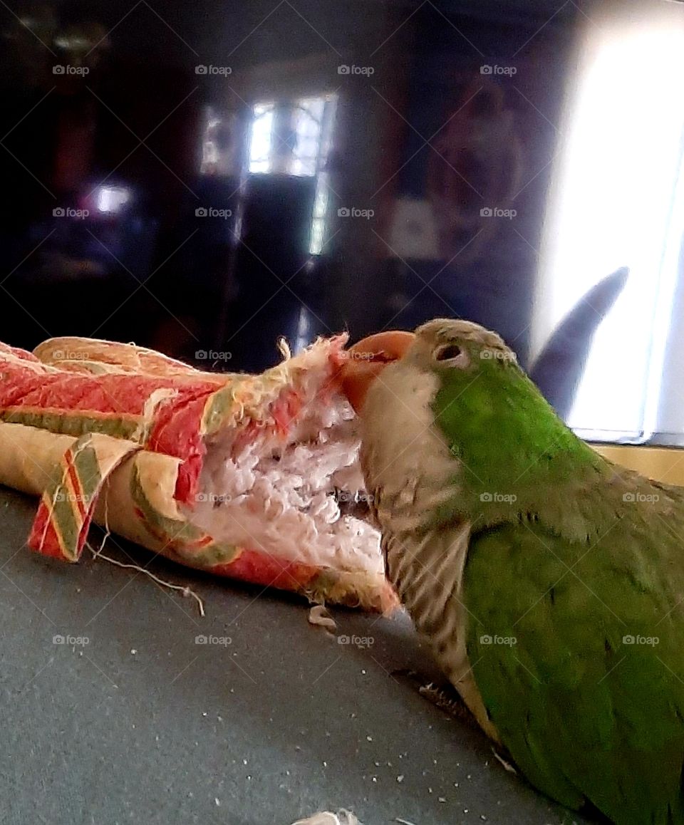 Kasey the Quaker Parrot making his bed out of his favorite oven mitt
