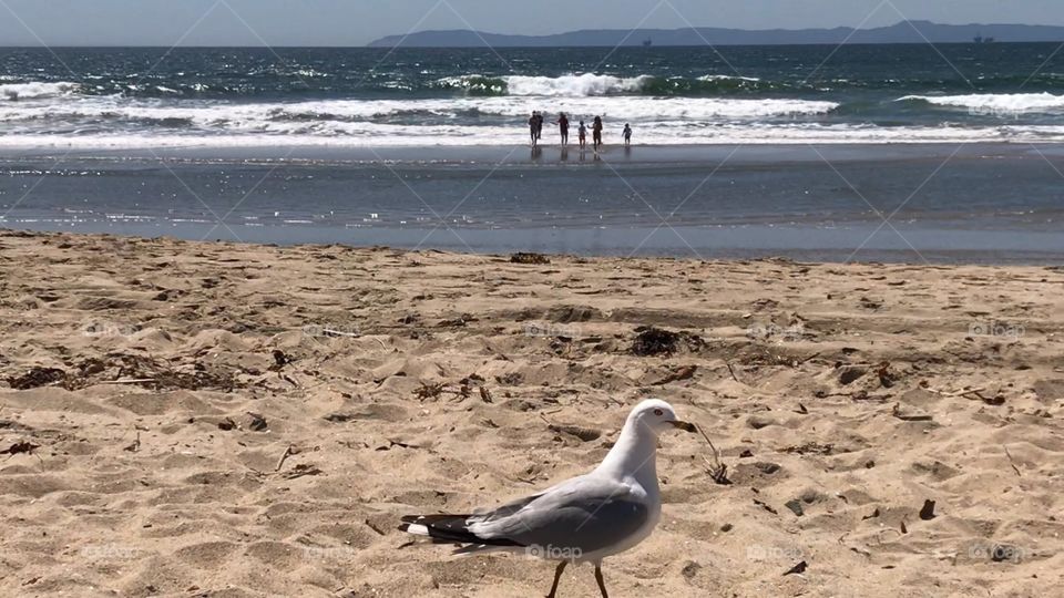 Bird photobombs our family picture - Day at the beach 