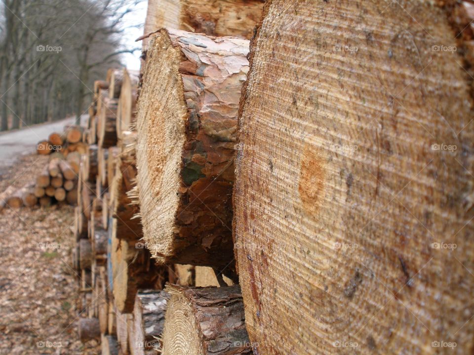 A stack of sawed down trees in a Dutch forest.  