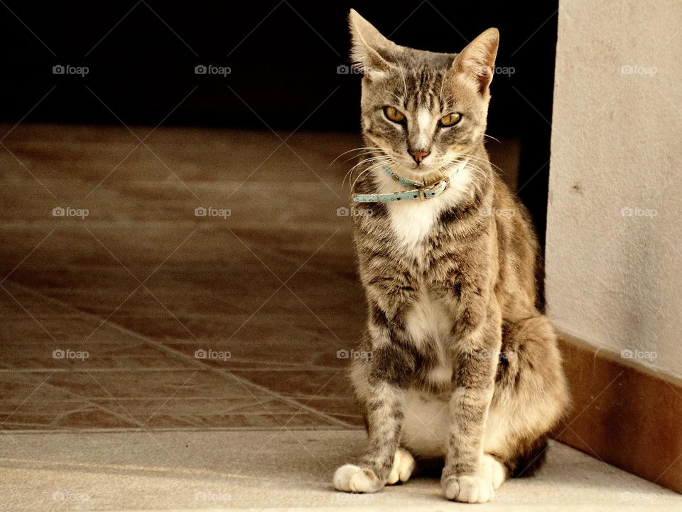 portrait of a curious cat