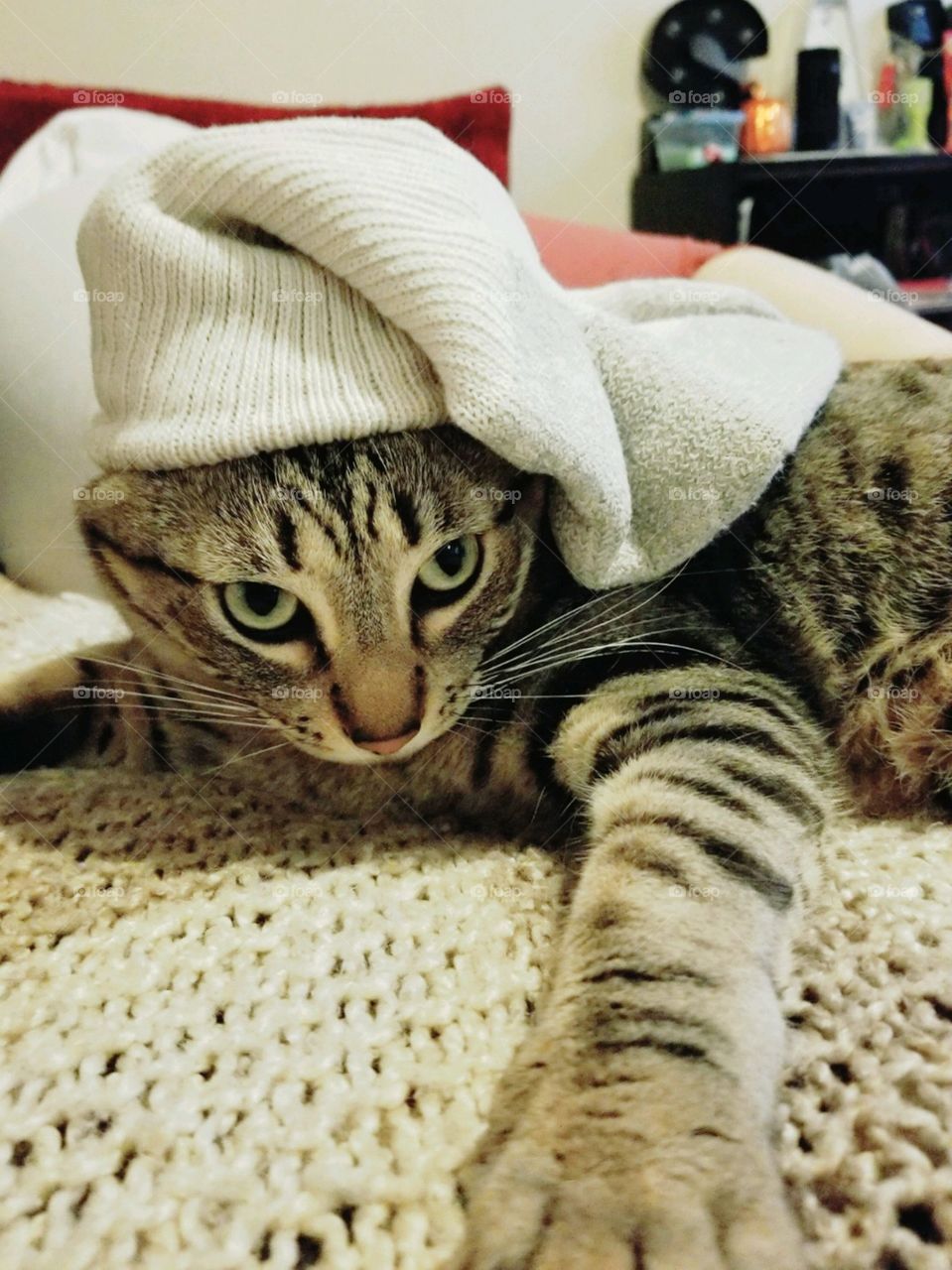 My kitty with a sock on his head