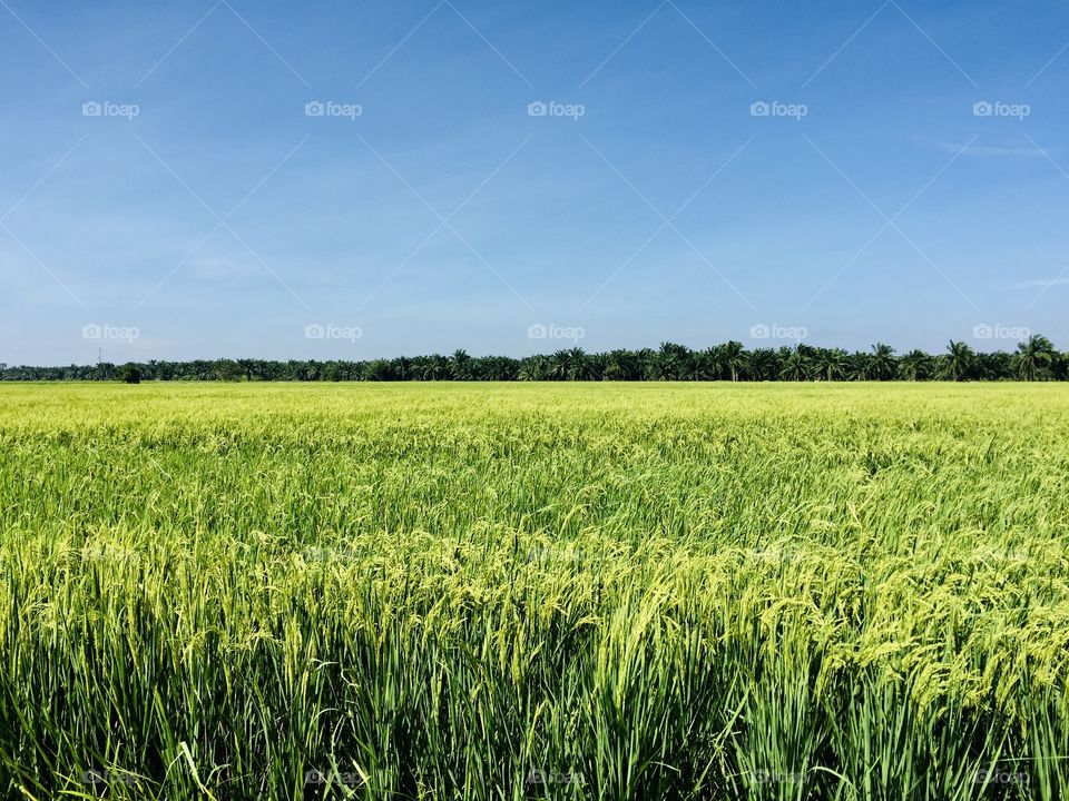 Rice field 