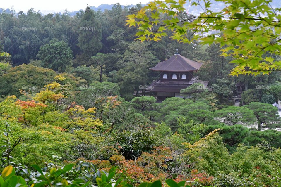 Japanese fall garden