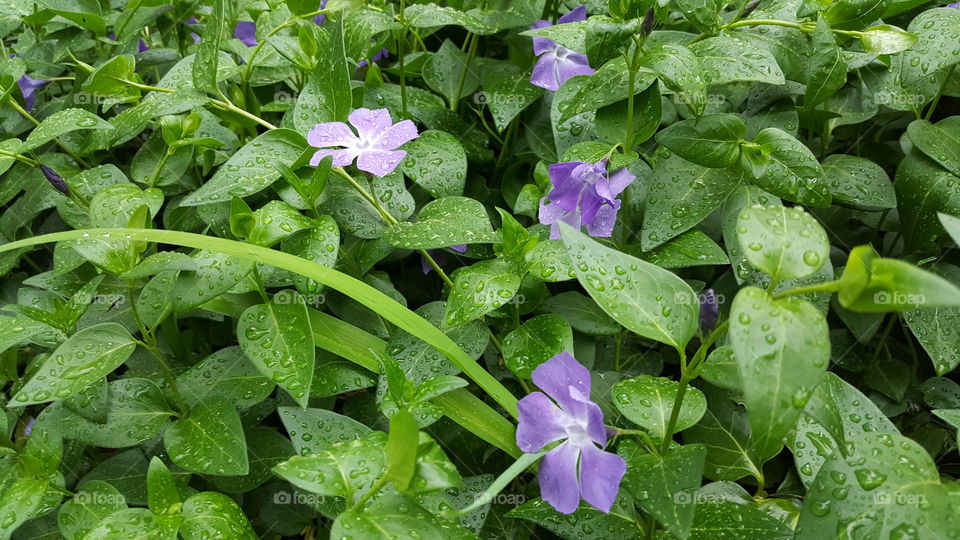 Periwinkle ground cover