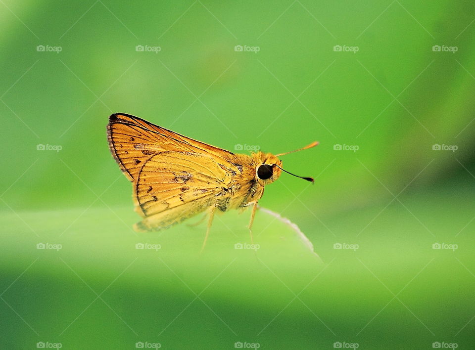 Yellow butterfly category at the green leafe of garden plants . Hight contrast of black eyes , and irregular spoted of black at the wings . Pair black antennae and yellow medal's body until the abdomen if Its . Habitat is not far from the river , wet