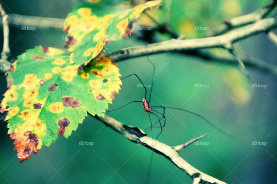 Spider on leaf