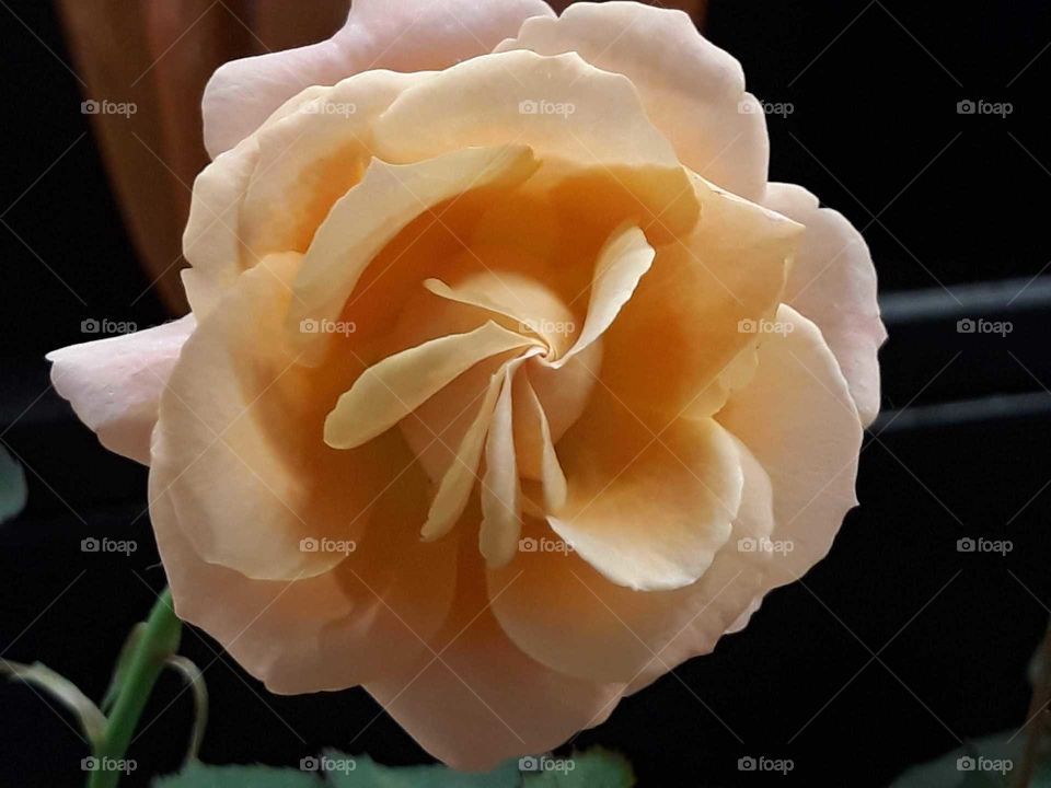 Rosa, delicada, natural, de jardim, natural,  .